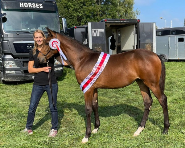 jumper Vallbella CH (Swiss Warmblood, 2021, from Virtuoso Semilly)