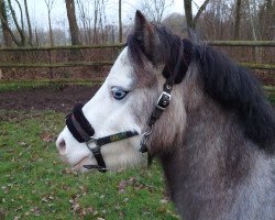 Pferd Rainbow Harlequin CC (Welsh Mountain Pony (Sek.A), 2019, von Eppynt Royal-Rumble)