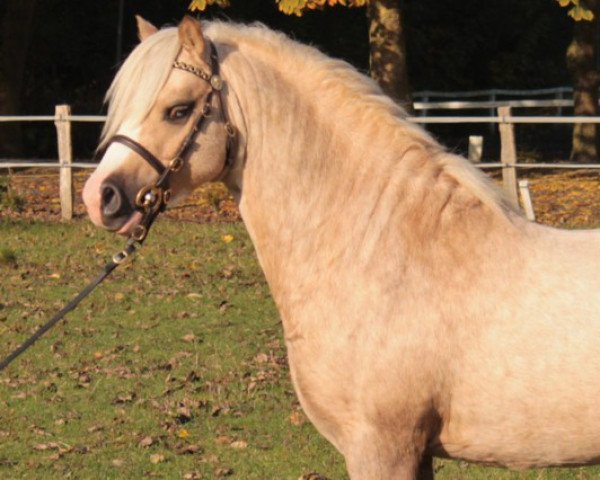 Deckhengst Eppynt Royal-Rumble (Welsh Mountain Pony (Sek.A), 2012, von Churchwood Troy)