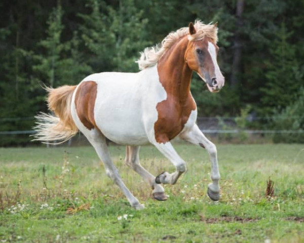 Zuchtstute Inka IV (Polnisches Pony, 2005, von Domingo)