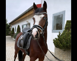 dressage horse Miami Blue (German Riding Pony, 2019, from Mister Universum NRW)