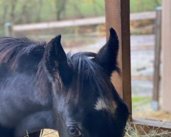 Dressurpferd Vollmond FF (Deutsches Reitpony, 2022, von Valido's Comeback WS)