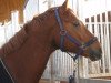 dressage horse Der kleine Lord 17 (Oldenburg, 2005, from Down Under)