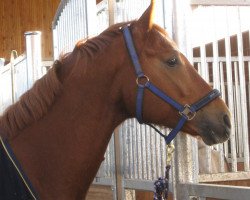 dressage horse Der kleine Lord 17 (Oldenburg, 2005, from Down Under)