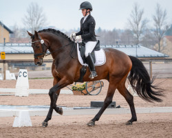 dressage horse Kyrö San Allegro 181 FIN (Finnish Warmblood, 2012, from San Amour I)