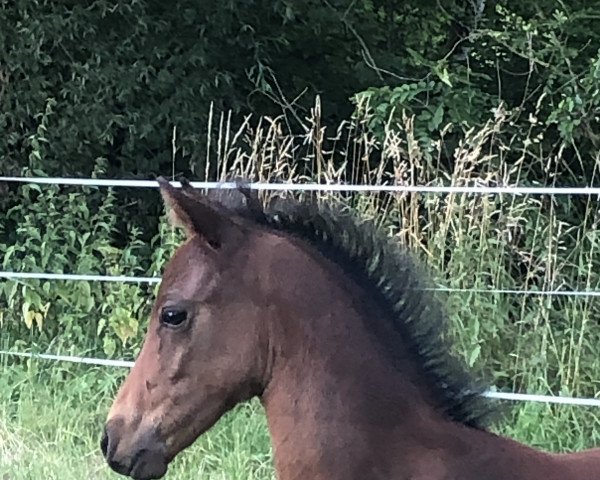 dressage horse Very Smart FF (German Riding Pony, 2022, from Valido's Comeback WS)