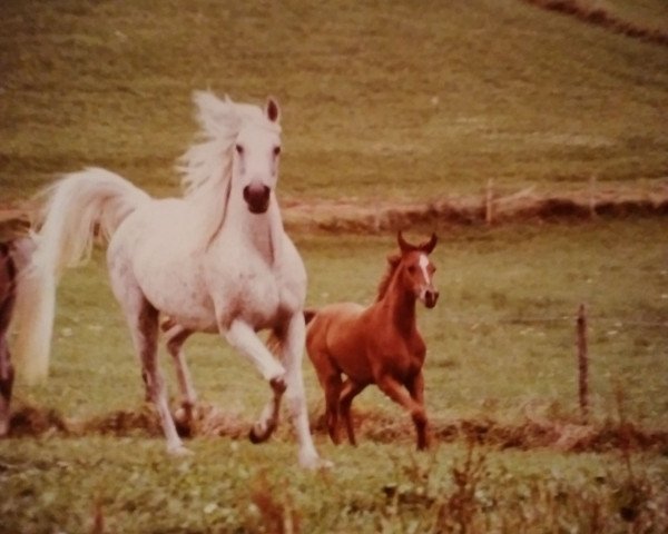 broodmare Haafidah ox (Arabian thoroughbred, 1992, from Haram Ibn Halima ox)