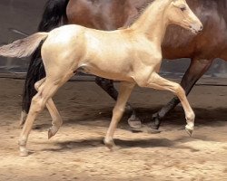 dressage horse Darling FF (German Riding Pony, 2022, from Dantino WS)