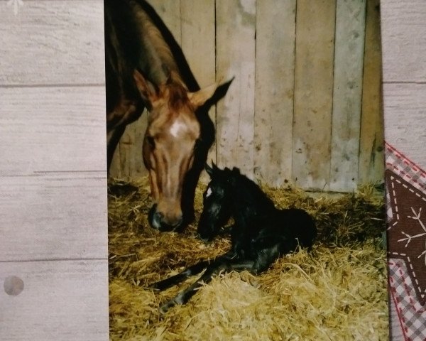 broodmare Lara - Bint - Haram (German Warmblood, 1992, from Haram Ibn Halima ox)