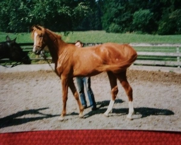 broodmare Bienia (Trakehner, 1992, from Haram Ibn Halima ox)