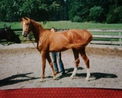 Zuchtstute Bienia (Trakehner, 1992, von Haram Ibn Halima ox)