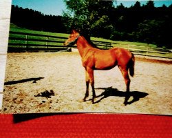 broodmare Baheja (Trakehner, 1994, from Haram Ibn Halima ox)