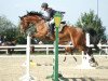 jumper Attention (Hanoverian, 2000, from Allround)