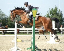 jumper Attention (Hanoverian, 2000, from Allround)