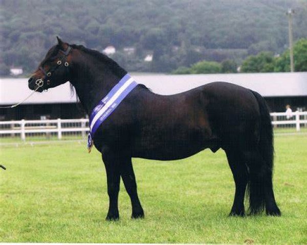 stallion Hisley Diplomat (Dartmoor Pony, 1991, from Hisley Salvo)