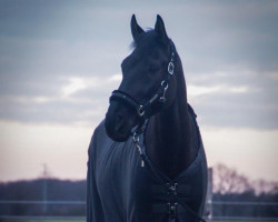 jumper Nobody (Hanoverian, 2014, from Nabab de Reve)