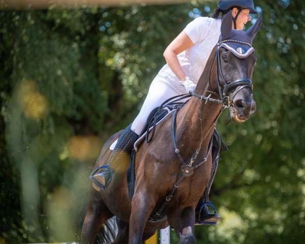 Springpferd Barney 114 (Westfale, 2009, von Harmony's Baroncelli)