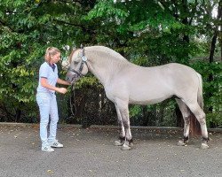 horse King d'Ober (Fjord Horse, 2020, from Ilmar)