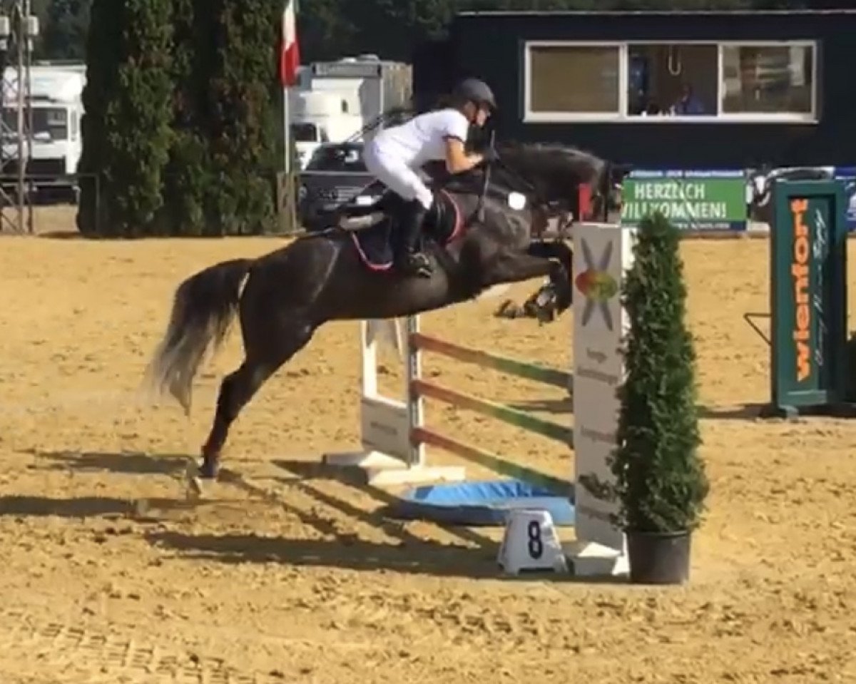 broodmare Wanda G.S. (Zangersheide riding horse, 2012, from Winningmood van de Arenberg)