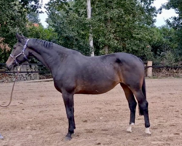 dressage horse Fiderdame (Oldenburg, 2009, from Fidertanz)