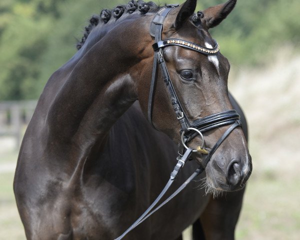 dressage horse Die Eine 7 (Westphalian, 2018, from Blue Hors Dreamline)