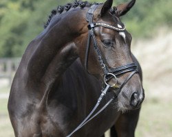 dressage horse Die Eine 7 (Westphalian, 2018, from Blue Hors Dreamline)