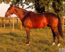 stallion Wiking (Great Poland (wielkopolska), 1994, from Kerman)