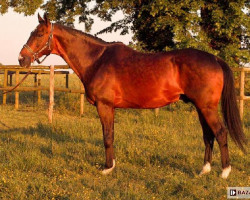 stallion Wiking (Great Poland (wielkopolska), 1994, from Kerman)