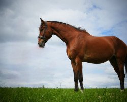 horse Crazy Cool (Westphalian, 2006, from Come On's Cadillac)