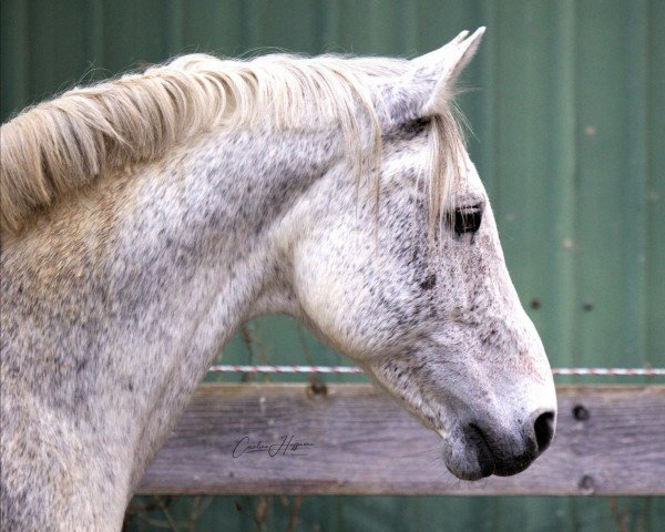 horse Clearcord (Holsteiner, 2007, from Clearway)