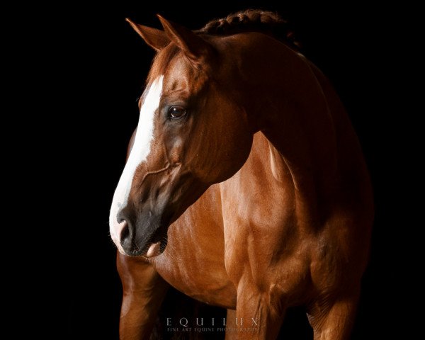 dressage horse Paullino (Trakehner, 1998)