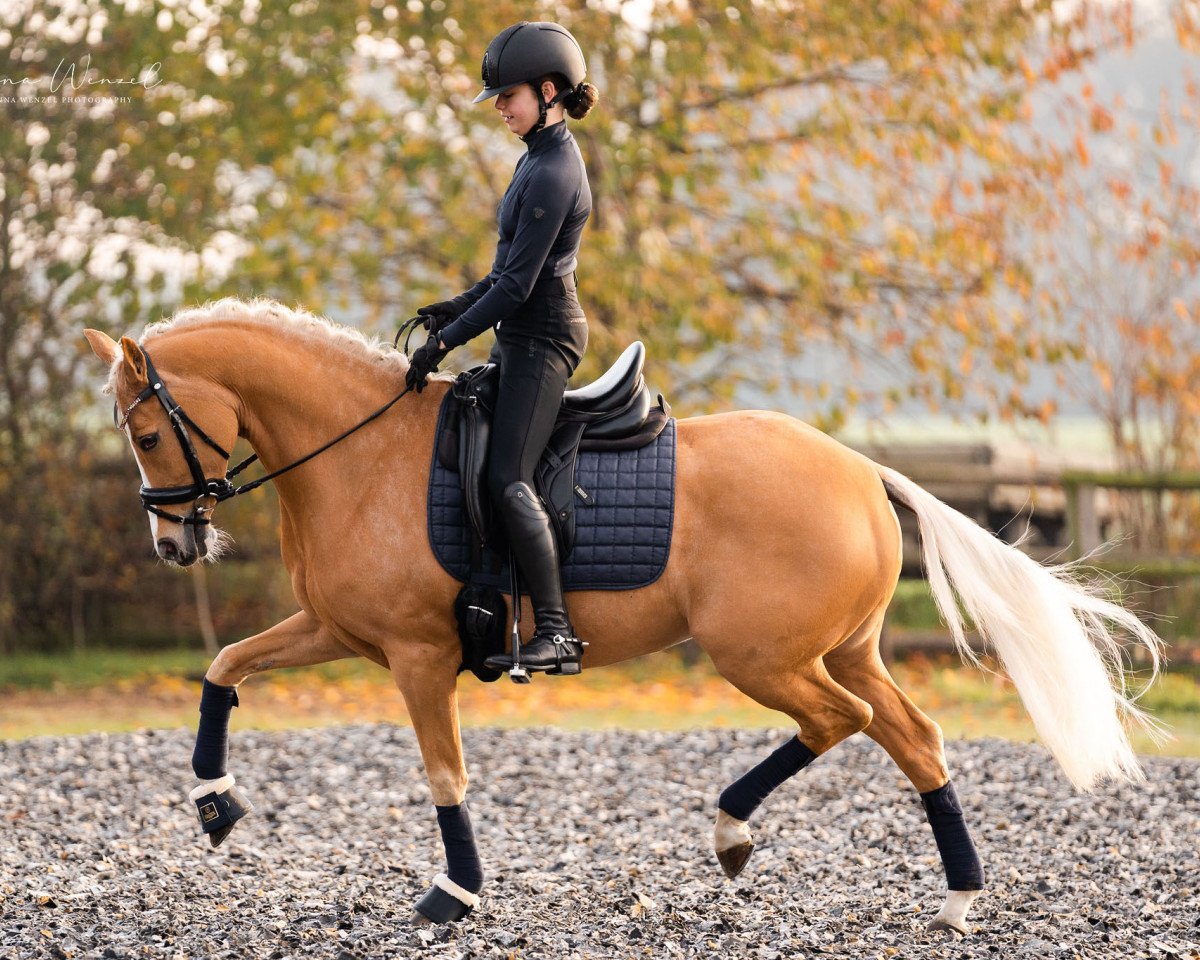 broodmare Peach (German Riding Pony, 2011, from Pilatus)
