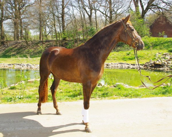 broodmare Beletage (Westphalian, 2007, from Belissimo NRW)