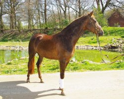 broodmare Beletage (Westphalian, 2007, from Belissimo NRW)