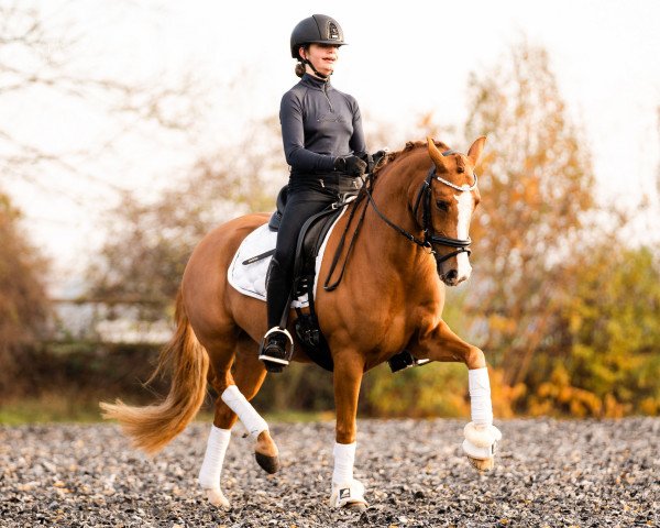 dressage horse Nice Surprise 13 (German Riding Pony, 2018, from Fs Numero Uno)