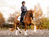 dressage horse Nice Surprise 13 (German Riding Pony, 2018, from Fs Numero Uno)