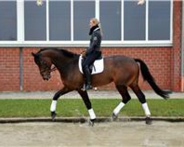 stallion Lord Luis (Westphalian, 2006, from Leptop 2)