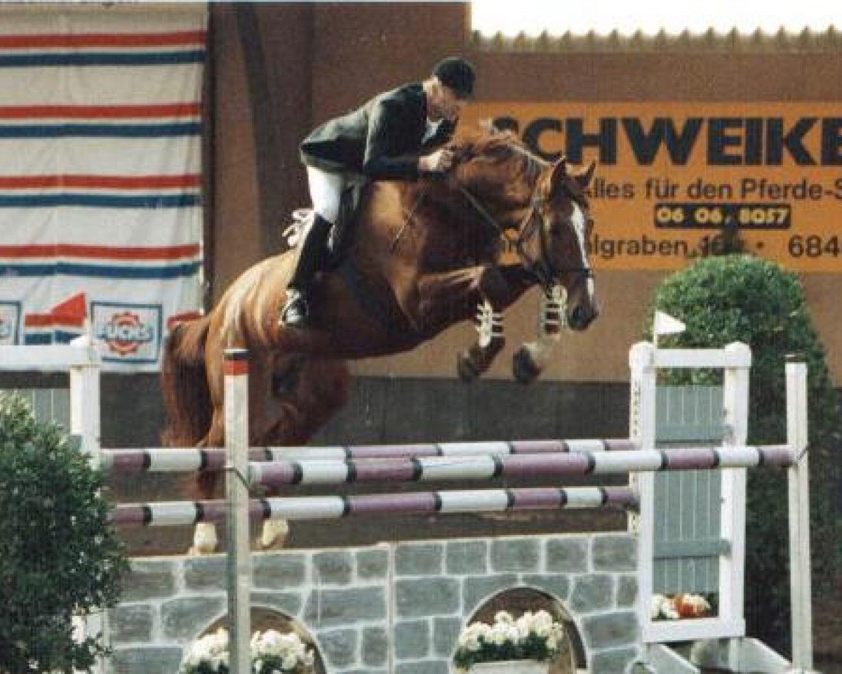 stallion Garant (Hanoverian, 1981, from Garibaldi II)
