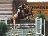 stallion Garant (Hanoverian, 1981, from Garibaldi II)