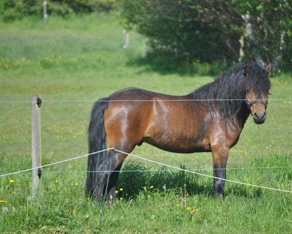 Deckhengst Skovlyets Dario Z (Dartmoor-Pony, 2016, von Moortown Trooper)