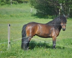 Pferd Skovlyets Dario Z (Dartmoor-Pony, 2016, von Moortown Trooper)