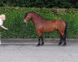 Deckhengst Moortown Trooper (Dartmoor-Pony,  , von Hisley Cravat)