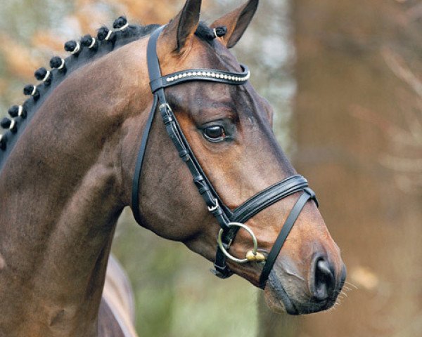stallion Cevin Costner (Oldenburg, 2004, from Chico's Boy)