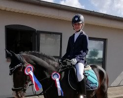 broodmare Nikita 480 (New Forest Pony, 2011, from Mylo 7)