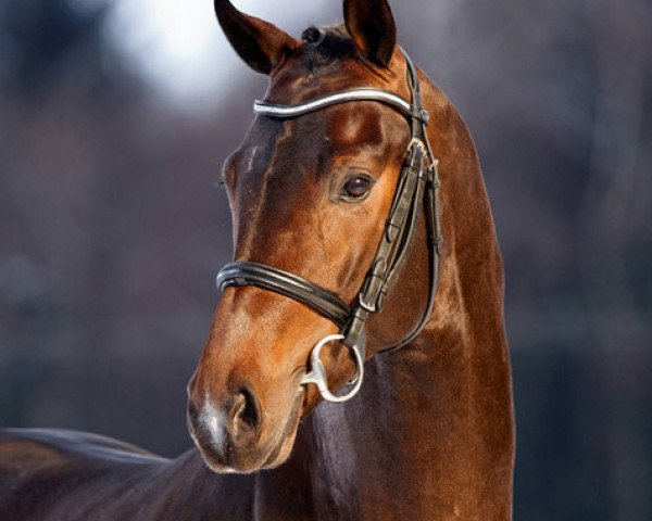 stallion Bailamos Biolley (Belgium Sporthorse, 2007, from Sir Donnerhall I)