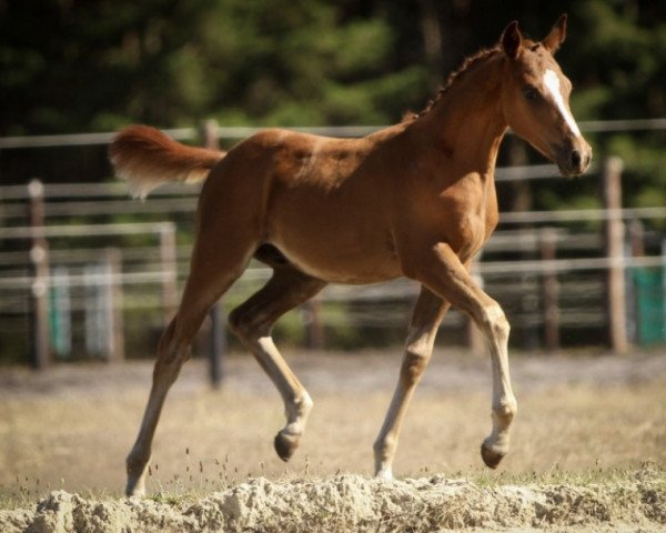 Springpferd Champ de Tiff (Deutsches Reitpony, 2022, von Champ de Luxe)