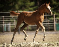 jumper Champ de Tiff (German Riding Pony, 2022, from Champ de Luxe)