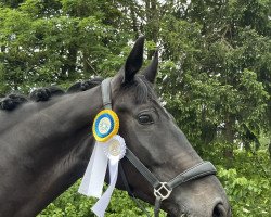 dressage horse Rigobert (Oldenburg, 2017, from Revolution)