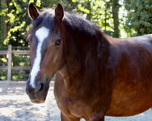 Pferd Mr. Magic Jimmy B (Irish Sport Horse, 2015, von Killaloe Buachaill Mór)