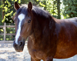 Pferd Mr. Magic Jimmy B (Irish Sport Horse, 2015, von Killaloe Buachaill Mór)